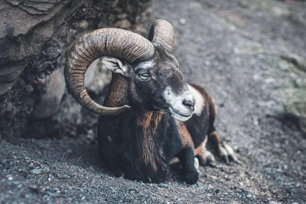 Nieuwe Maan op 1 april in sterrenbeeld Ram