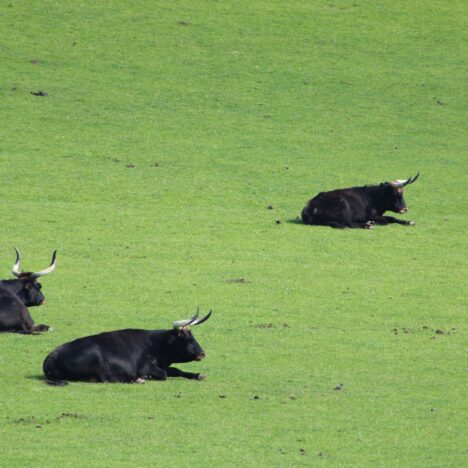 Sterrenbeeld Ram – Mesha: De Pionier van de Vedische Dierenriem