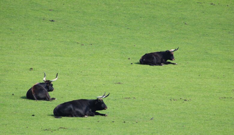 sterrenbeeld stier